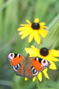Ein bunter Schmetterling sitzt auf einer gelben Blüte