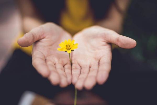 Blume wird zwischen Händen gehalten