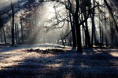 Waldlichtung mit Sonnenstrahlen